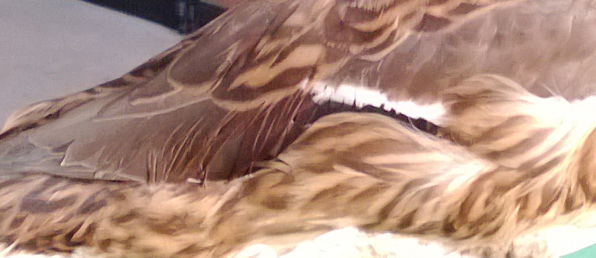 Determinazione Palmipede tre